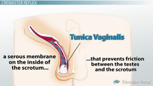 Diagrama de Tunica Vaginalis
