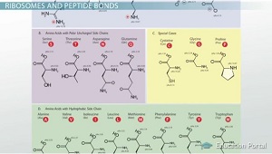Veinte aminoácidos diferentes