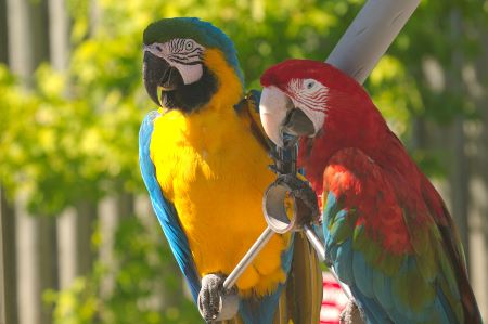 Foto de un guacamayo azul y amarillo posado junto a un guacamayo rojo, azul y verde.