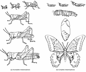 Metamorfosis completa e incompleta