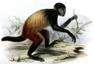 uakari de cabeza negra