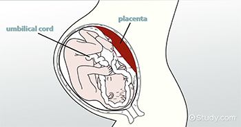 El cordón umbilical y la placenta