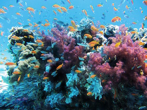 El coral es un tipo de fauna