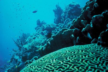 Una fotografía coloreada muestra una imagen oscura de un arrecife de coral con varias esponjas, plantas y peces nadando al fondo.
