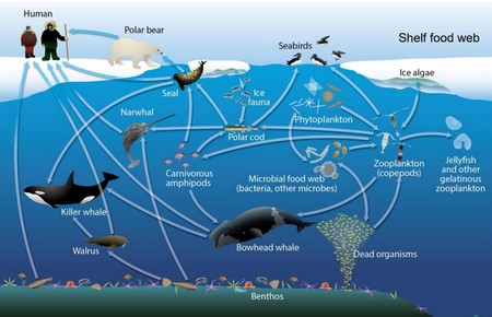 un diagrama de una comunidad ártica que incluye animales marinos, animales terrestres y plantas (algas)