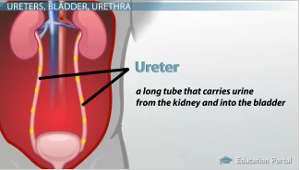 Diagrama de uréter