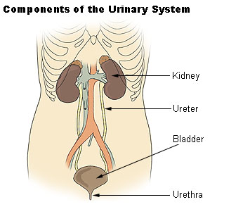 sistema urinario humano