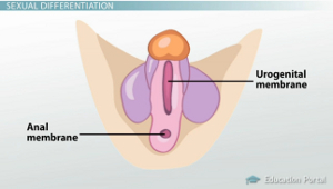 Membranas anales urogenitales