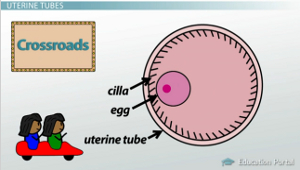 Cilios del tubo uterino