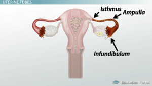 Diagrama de los tubos uterinos