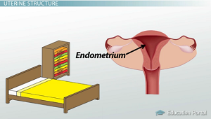 Capas de endometrio