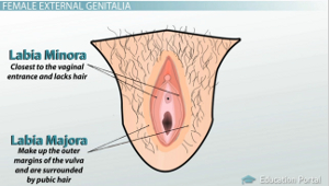 Tipos de labios vaginales