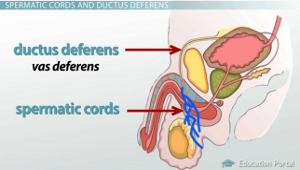 Cordones espermáticos vas deferens