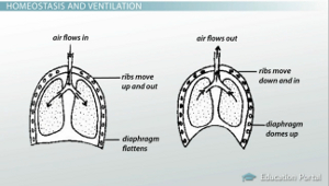 Proceso de ventilación