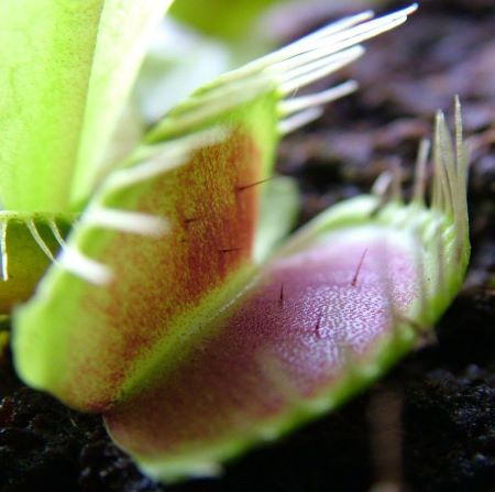 Cerrar foto en color de una trampa en un atrapamoscas de Venus. Se pueden ver varios tricomas que sobresalen del rojo dentro del lóbulo.