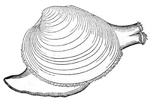 Sifón