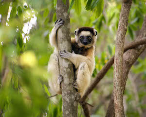 sifaka