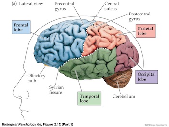Imagen de áreas del cerebro 