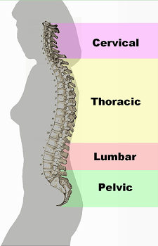 la columna vertebral