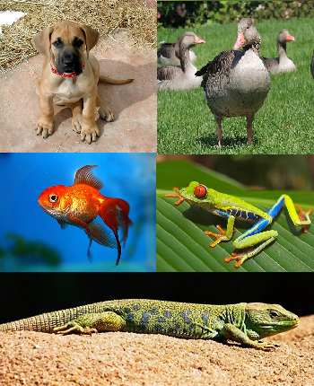 Imagen de un perro, pájaro, pez, rana y lagarto