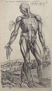 La Fabrica, Andreas Vesalius