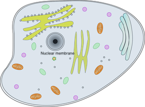 Diagrama de la membrana nuclear de la célula animal
