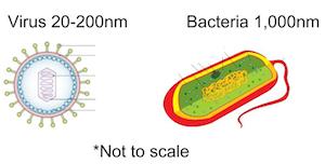 virus contra bacterias