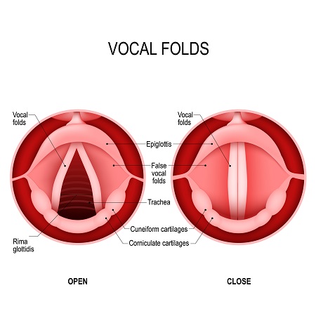 Cuerdas vocales en acción.