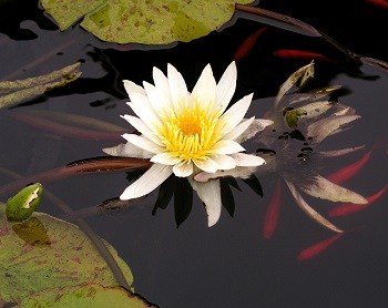 Lirio de agua
