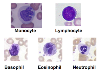 Tipos de leucocitos