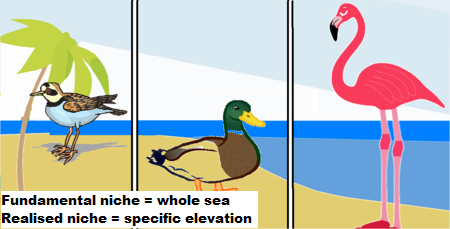 El chorlito, el pato y el flamenco cambian el uso del nicho para evitar la competencia, lo que lleva a la diferenciación del nicho.