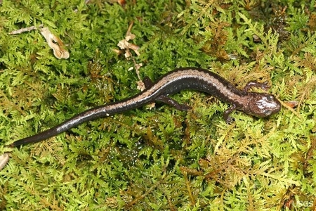 Esta figura muestra una salamandra Shenandoah que está en peligro de extinción debido a la competencia interespecífica.