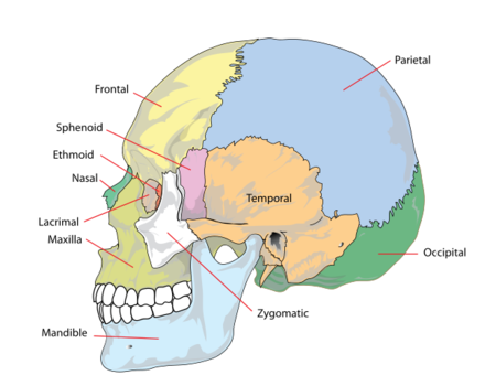 el cráneo humano