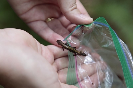 Científico recolectando salamandras para evitar su extinción debido a la competencia interespecífica.
