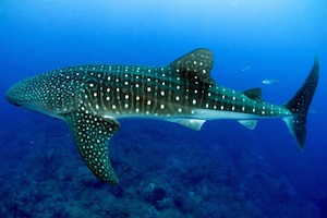 tiburón ballena