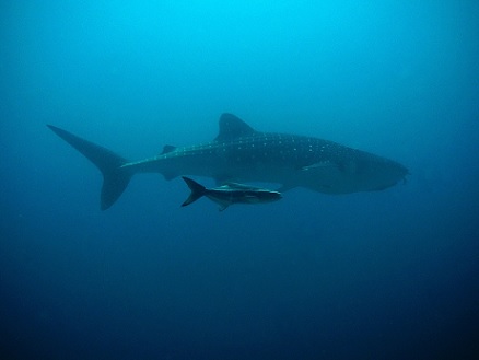 Una vista lateral de un tiburón ballena nadando en aguas oscuras y relativamente profundas con otro pez a su lado