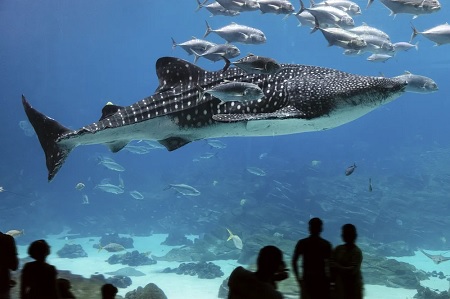 Un tiburón ballena en un acuario con un banco de peces más pequeños y espectadores humanos