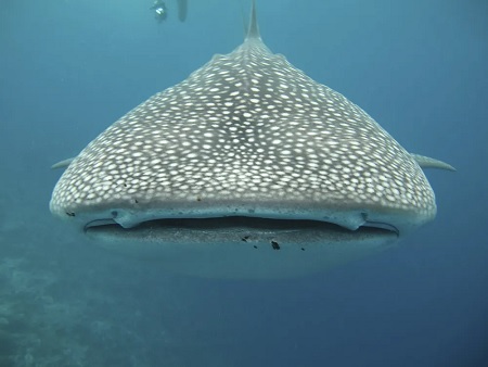 Una vista de frente de un tiburón ballena, que muestra su boca ancha ligeramente abierta
