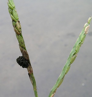 Hierba cornezuelo