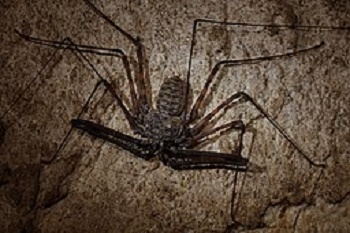 Araña látigo