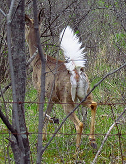 Llamada de alarma de venado cola blanca