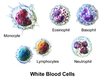 células blancas de la sangre