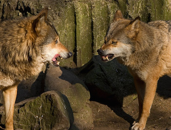 Lobo en desacuerdo