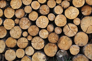 Troncos de madera
