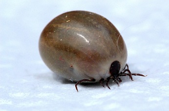 garrapata
