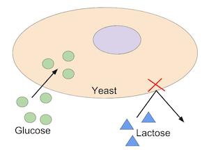 lactosa y glucosa en levadura