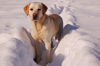 Perro perdiguero de labrador amarillo