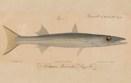 Dibujo de una barracuda de cola amarilla del color.