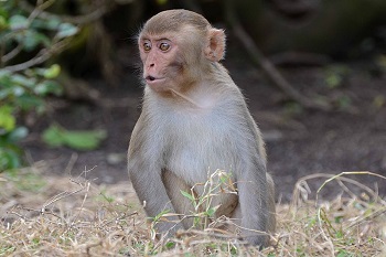 macaco rhesus juvenil