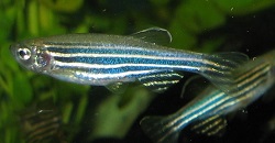 Pez cebra